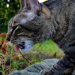 Grass Tastes Good