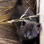 Gray Kitten