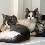 Kitten Cuddle Puddle