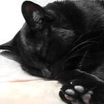 Tip of Myrrh's Tongue