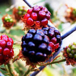 Wild Blackberries