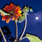 Moon Sunflowers