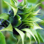 Unopened Sunflower