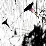 Morning Glory Silhouette