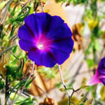 Morning Glory Trumpet