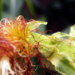Corn Silk