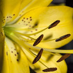 Stamen