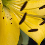 Stamen1