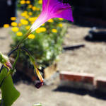 Morning Glory Trumpet1