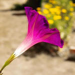 Morning Glory Trumpet2