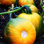 Pumpkins Growing