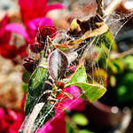 Webbed Bougainvillea