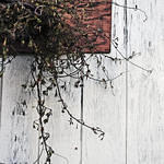 Morning Glory Vines1