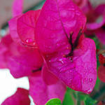 Bougainvillea