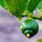 Drops on Lime