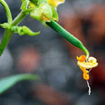 Green Bean Flower