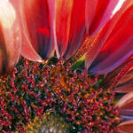 Red Sunflower