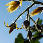 Tomato Flowers