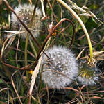 Dead Dandelions