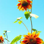 Orange Sunflowers