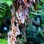 Hanging Tree Seeds