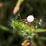 Dandelion Fluff Least