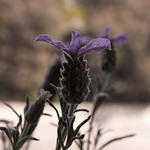 Lavendar