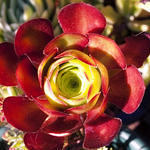 Succulent Petals