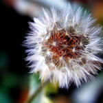 Dandelion Fluff