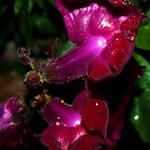 Snapdragons