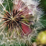 Dandelion Fluff Less