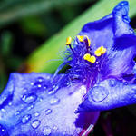Wet Flower