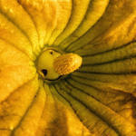 Squash Blossom Center