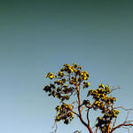 Neighbor's Tree with Moon