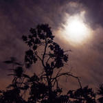 Neighbor's Tree Moonlit