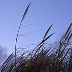 Beach Grasses Waving