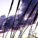 Cloudy Grasses