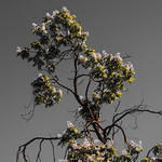 Neighbor's Tree Modified